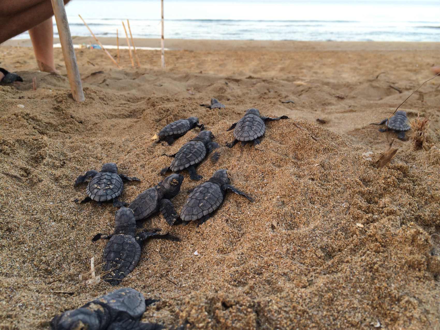 schiusa di Caretta caretta a Cefalonia